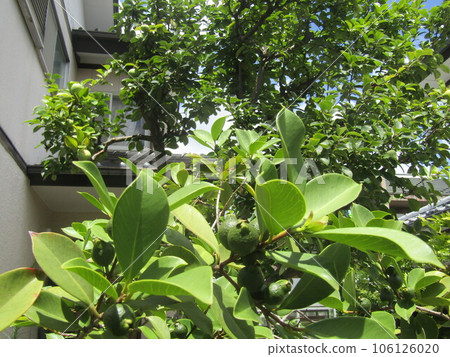 still blue tropical fruit guava fruit still blue tropical fruit guava fruit 106126020