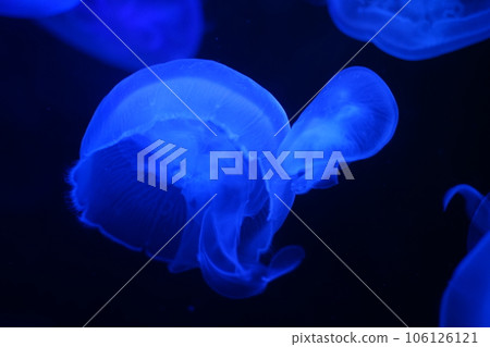 一隻藍色水母 一隻藍色水母 106126121