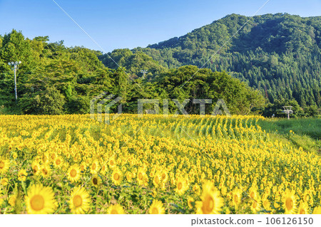 夏季三之倉高原(滑雪場) 盛開的向日葵節 2023 福島縣喜多方市 夏季三之倉高原(滑雪場) 盛開的向日葵節 2023 福島縣喜多方市 106126150