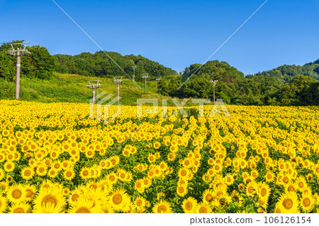 夏季三之倉高原(滑雪場) 盛開的向日葵節 2023 福島縣喜多方市 夏季三之倉高原(滑雪場) 盛開的向日葵節 2023 福島縣喜多方市 106126154