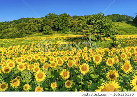 Sannokura Kogen (ski resort) in summer Sunflower Festa 2023 in full bloom Kitakata City, Fukushima Prefecture 106126180