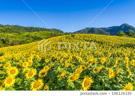 Sannokura Kogen (ski resort) in summer Sunflower Festa 2023 in full bloom Kitakata City, Fukushima Prefecture Sannokura Kogen (ski resort) in summer Sunflower Festa 2023 in full bloom Kitakata City, Fukushima Prefecture 106126195