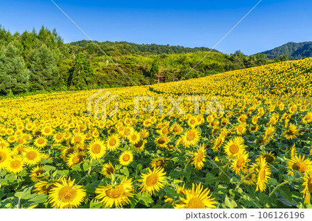 Sannokura Kogen (ski resort) in summer Sunflower Festa 2023 in full bloom Kitakata City, Fukushima Prefecture Sannokura Kogen (ski resort) in summer Sunflower Festa 2023 in full bloom Kitakata City, Fukushima Prefecture 106126196