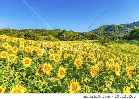 Sannokura Kogen (ski resort) in summer Sunflower Festa 2023 in full bloom Kitakata City, Fukushima Prefecture Sannokura Kogen (ski resort) in summer Sunflower Festa 2023 in full bloom Kitakata City, Fukushima Prefecture 106126266