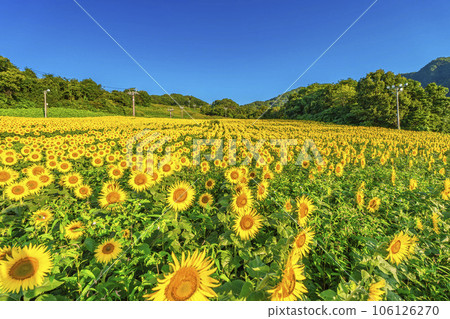 Sannokura Kogen (ski resort) in summer Sunflower Festa 2023 in full bloom Kitakata City, Fukushima Prefecture Sannokura Kogen (ski resort) in summer Sunflower Festa 2023 in full bloom Kitakata City, Fukushima Prefecture 106126270
