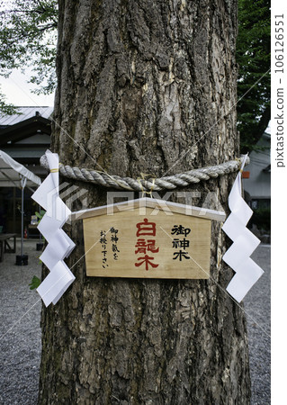 田無神社,東京的神樹,五龍神的能量點 田無神社,東京的神樹,五龍神的能量點 106126551
