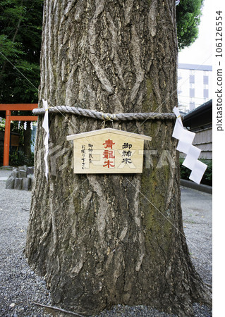 Tanashi Shrine, Tokyo's sacred tree, the power spot of Goryujin Tanashi Shrine, Tokyo's sacred tree, the power spot of Goryujin 106126554