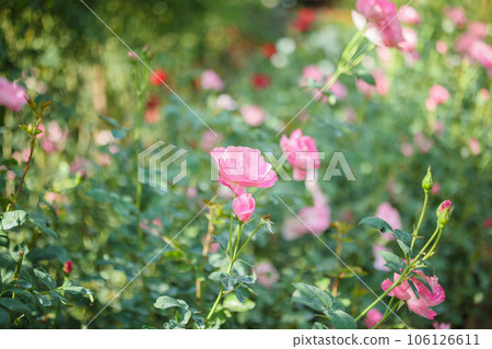 Beautiful pink roses flower in the garden Beautiful pink roses flower in the garden 106126611