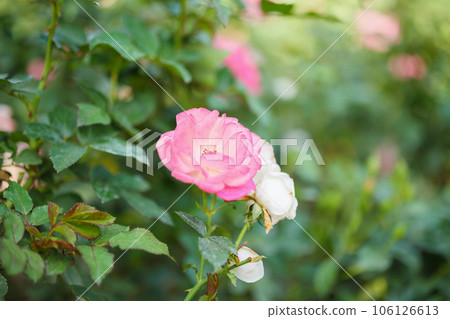 Beautiful pink roses flower in the garden 106126613