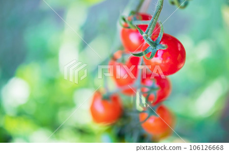 Fresh red ripe tomatoes hanging on the vine plant growing in greenhouse garden 106126668