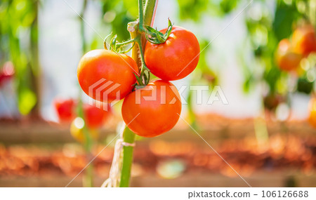 Fresh red ripe tomatoes hanging on the vine plant growing in organic garden 106126688