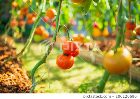 Fresh red ripe tomatoes hanging on the vine plant growing in organic garden Fresh red ripe tomatoes hanging on the vine plant growing in organic garden 106126696