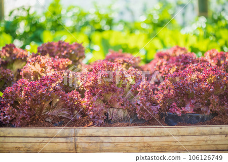 Fresh Lollo Rossa red leaves lettuce salad plant in organic farm 106126749