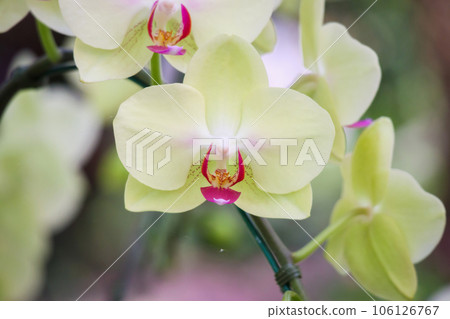 Beautiful Phalaenopsis Orchid flower blooming in garden floral background 106126767
