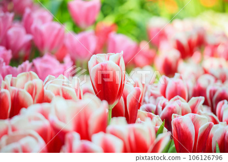 Fresh red tulips flower bloom in the garden 106126796