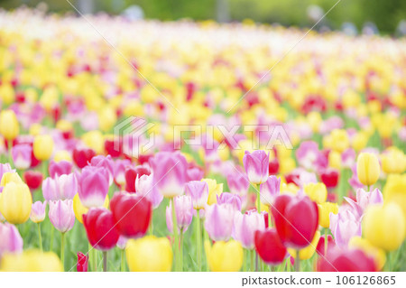 鬱金香盛開 106126865