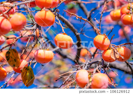 [秋季素材] 長在樹上的柿子和藍天[長野縣] 106126912