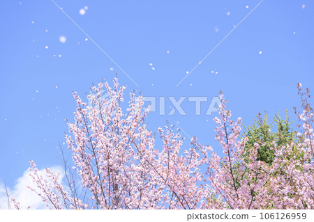 藍天和櫻花（視頻同步拍攝） 106126959