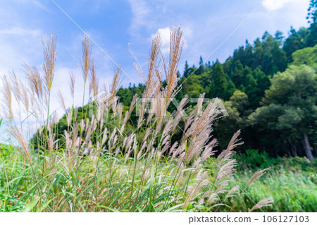 [Autumn material] Susuki ears and blue sky [Nagano Prefecture] 106127103