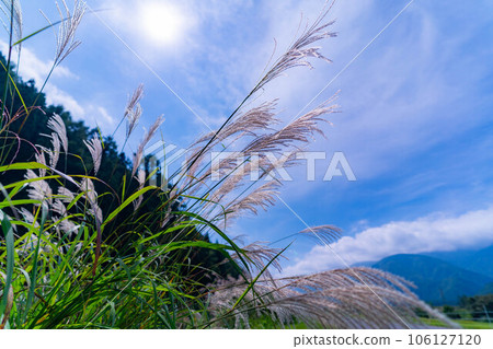 [Autumn material] Susuki ears and blue sky [Nagano Prefecture] 106127120