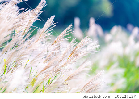 [Autumn material] Susuki ears and blue sky [Nagano Prefecture] 106127137