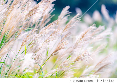 [Autumn material] Susuki ears and blue sky [Nagano Prefecture] 106127138