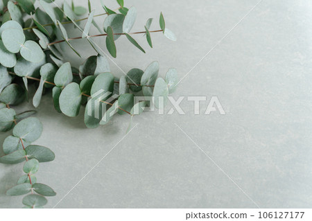 Eucalyptus branches, light green background Eucalyptus branches, light green background 106127177