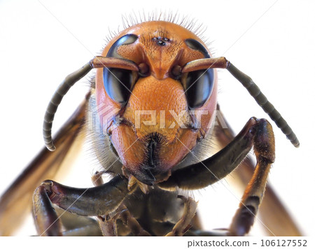 Hornet's face 106127552