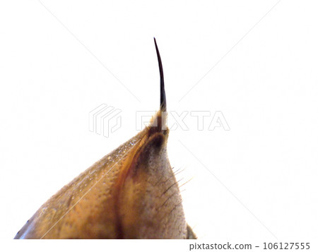 stinger of giant hornet 106127555