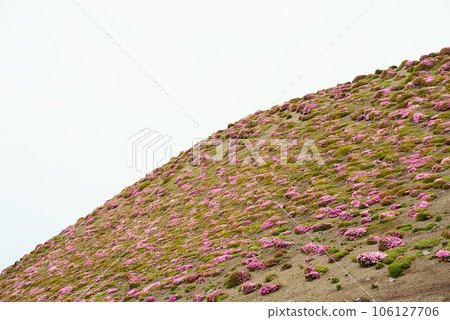 Miyama Kirishima flowers blooming on a steep slope Miyama Kirishima flowers blooming on a steep slope 106127706