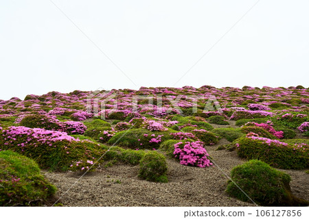 Clusters of Miyama Kirishima flowers 106127856