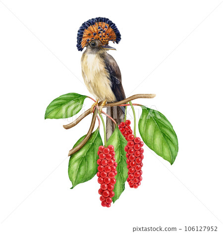 Bright exotic bird on a tree twig with leaves and red berries decoration. Watercolor illustration. Hand drawn flycatcher bird on schisandra branch decor. Isolated on white background 106127952