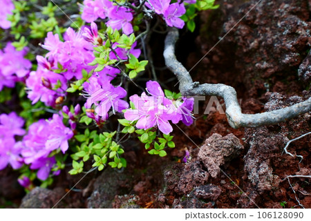 Miyama Kirishima sticking to lava rock 106128090