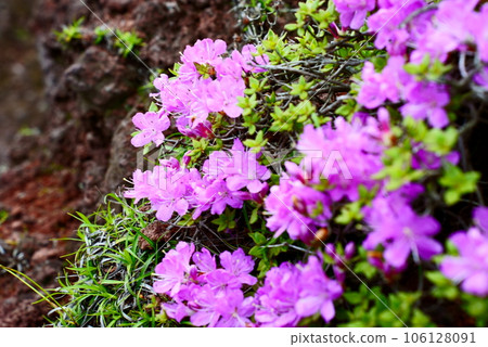 Beautiful pink Miyama Kirishima 106128091