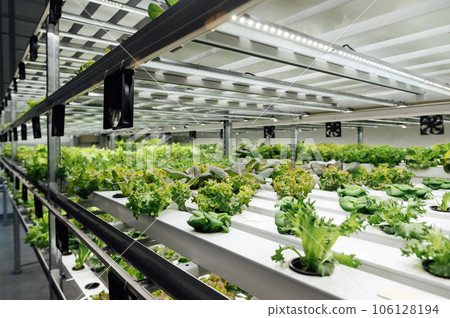 Rows of plants on a farm grown by the method of hydroponics with ventilation Rows of plants on a farm grown by the method of hydroponics with ventilation 106128194