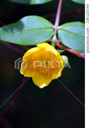 Small yellow cup-shaped flower "Kinshibai" (black background, macro lens used, natural light, close-up photo) 106128349