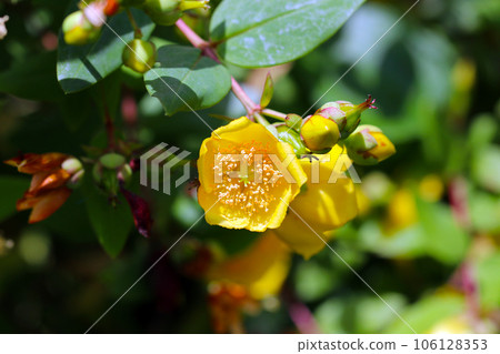 A small yellow cup-shaped flower "Kinshibai" blooming in a mountain village (using a macro lens, natural light, close-up photography) 106128353