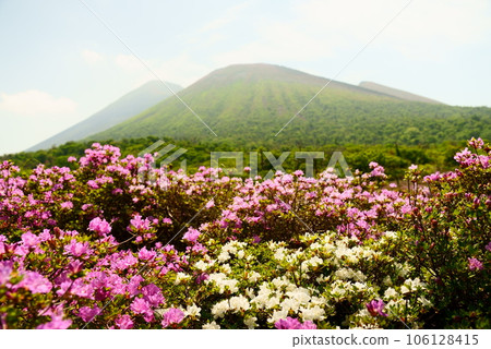 Lucky white azaleas blooming in Shishigahara 106128415