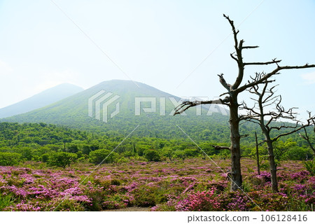 Spring scenery of Shikagahara where fantastic trees grow 106128416