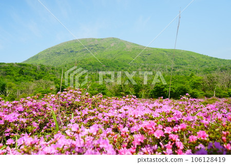 春天的鹿原染成粉紅色 106128419