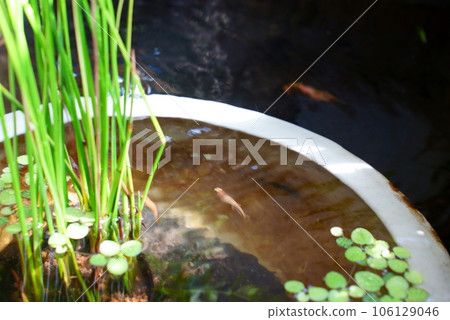 Medaka swimming comfortably outdoors Medaka swimming comfortably outdoors 106129046