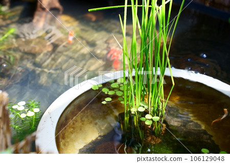 鱂魚群落生境 106129048