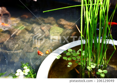 青鱂和金魚池 青鱂和金魚池 106129049