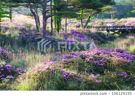 Miyama Kirishima in the Ebino Plateau bathed in the morning sun 106129195