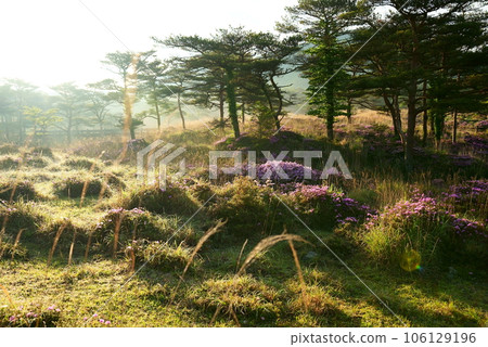 春天的蝦野高原，沐浴著清晨柔和的陽光 106129196