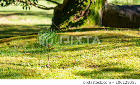 Sprout Sprout 106129353