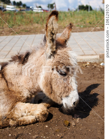 Adult donkey with dressed harness, resting on a farm, close - up of the head on a blurred background. Adult donkey with dressed harness, resting on a farm, close - up of the head on a blurred background. 106129370