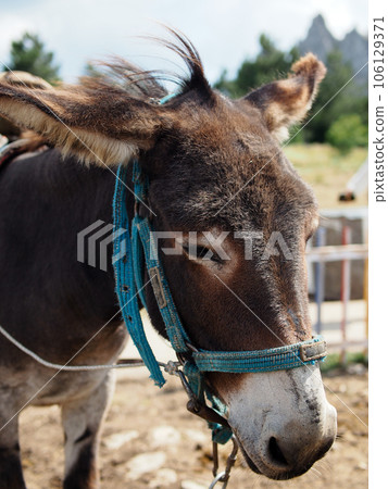 Adult donkey with dressed harness, resting on a farm, close - up of the head on a blurred background. Adult donkey with dressed harness, resting on a farm, close - up of the head on a blurred background. 106129371