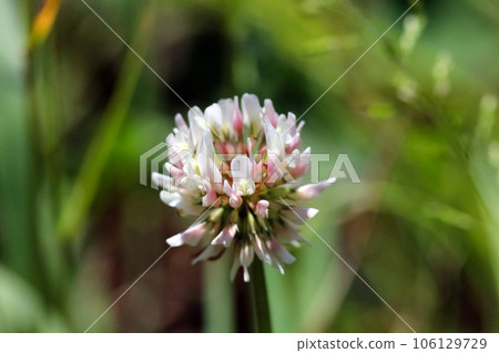 Weed flower "white clover" which is a nectar source of honey (using a macro lens, natural light, close-up photograph) Weed flower "white clover" which is a nectar source of honey (using a macro lens, natural light, close-up photograph) 106129729