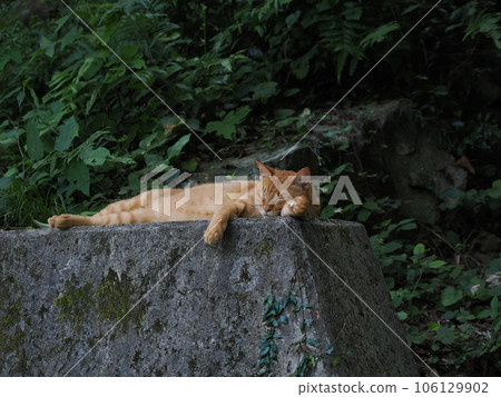 Brown tiger kitten resting in the shade Brown tiger kitten resting in the shade 106129902